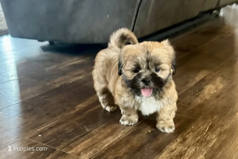 Gregor – Lhasa Apso puppy on hold in Buffalo, MO
