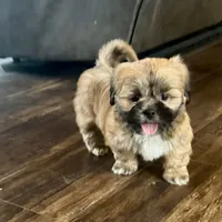 Gregor, a male Lhasa Apso for sale in Buffalo, MO – Photo 1 of 8