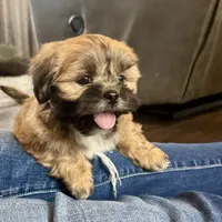 Gregor, a male Lhasa Apso for sale in Buffalo, MO – Photo 4 of 8