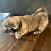 Gregor, a male Lhasa Apso for sale in Buffalo, MO – Photo 5 of 8