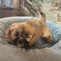 Gregor, a male Lhasa Apso for sale in Buffalo, MO – Photo 8 of 8