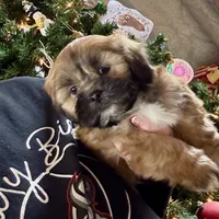 Gregor, a male Lhasa Apso for sale in Buffalo, MO – Photo 3 of 8
