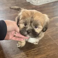 Gregor, a male Lhasa Apso for sale in Buffalo, MO – Photo 7 of 8