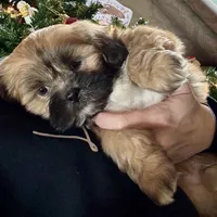 Gregor, a male Lhasa Apso for sale in Buffalo, MO – Photo 2 of 8
