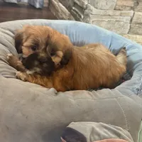 Gregor, a male Lhasa Apso for sale in Buffalo, MO – Photo 6 of 8