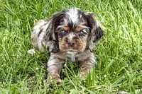 Snickers, a male Cocker Spaniel for sale in Buffalo, MO – 1 of 10