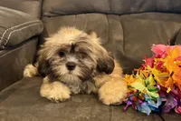 Camilla, a female Lhasa Apso for sale in Buffalo, MO – 2 of 9