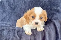 Preston, a male Cavalier King Charles Spaniel for sale in Buffalo, MO – 6 of 9