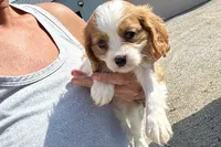 Preston, a male Cavalier King Charles Spaniel for sale in Buffalo, MO – 1 of 9