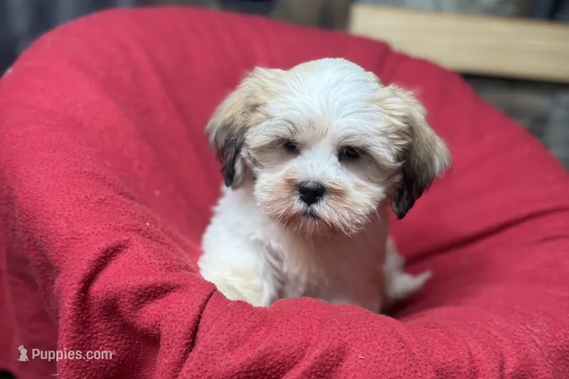 Carter – Lhasa Apso puppy for sale in Buffalo, MO
