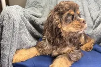 Snickers - AKC Champion Background, a male Cocker Spaniel for sale in Buffalo, MO – 4 of 4