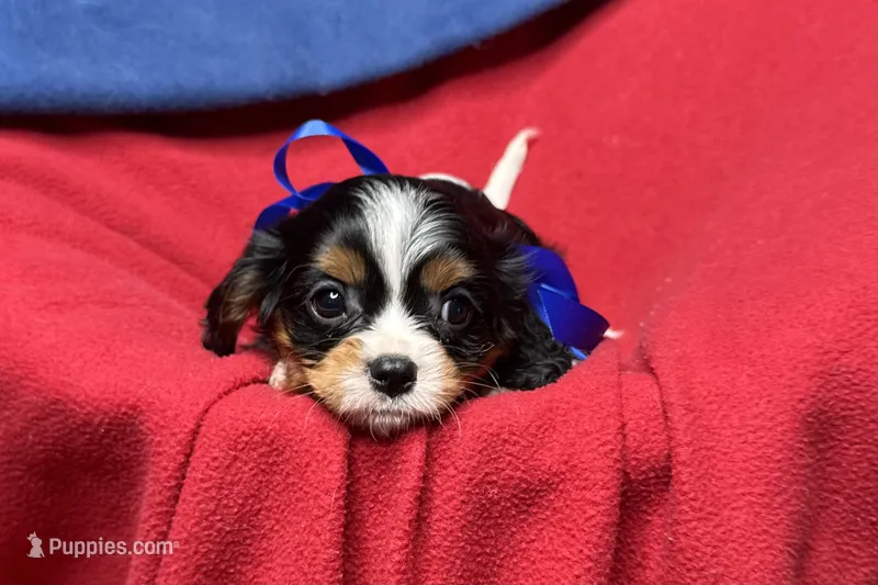River – Cavalier King Charles Spaniel puppy for sale in Buffalo, MO
