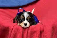 River, a female Cavalier King Charles Spaniel for sale in Buffalo, MO – 1 of 9
