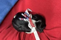 Ralyn , a female Cavalier King Charles Spaniel for sale in Buffalo, MO – 9 of 9