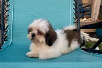 Luna- AKC Champion Bloodlines, a female Lhasa Apso for sale in Buffalo, MO – 4 of 9