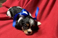 River, a female Cavalier King Charles Spaniel for sale in Buffalo, MO – 6 of 9