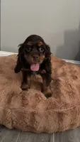 Bingo - AKC Champion Background, a male Cocker Spaniel for sale in Buffalo, MO – 4 of 8