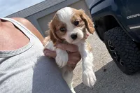 Preston, a male Cavalier King Charles Spaniel for sale in Buffalo, MO – 5 of 9