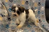 Chippy, a male Miniature Schnauzer for sale in Buffalo, MO – 2 of 6
