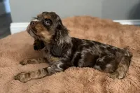 Snickers - AKC Champion Background, a male Cocker Spaniel for sale in Buffalo, MO – 7 of 8