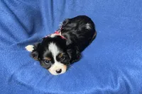 Russ, a male Cavalier King Charles Spaniel for sale in Buffalo, MO – 8 of 9