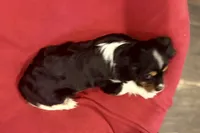 Maverick, a male Cavalier King Charles Spaniel for sale in Buffalo, MO – 2 of 10