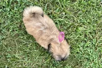 Camilla, a female Lhasa Apso for sale in Buffalo, MO – 6 of 7