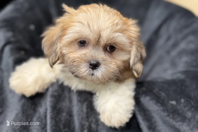 Capri – Lhasa Apso puppy for sale in Buffalo, MO