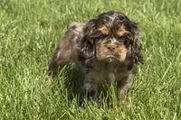 Rusty, a male Cocker Spaniel for sale in Buffalo, MO – 2 of 10