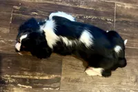 Molly, a female Cavalier King Charles Spaniel for sale in Buffalo, MO – 6 of 8