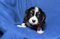 Russ, a male Cavalier King Charles Spaniel for sale in Buffalo, MO – 3 of 9