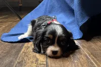 Russ, a male Cavalier King Charles Spaniel for sale in Buffalo, MO – 6 of 9