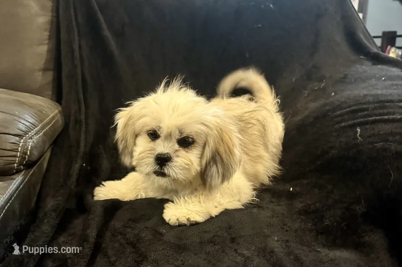 Capri – Lhasa Apso puppy for sale in Buffalo, MO