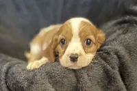 Maggie, a female Cavalier King Charles Spaniel for sale in Buffalo, MO – 2 of 8