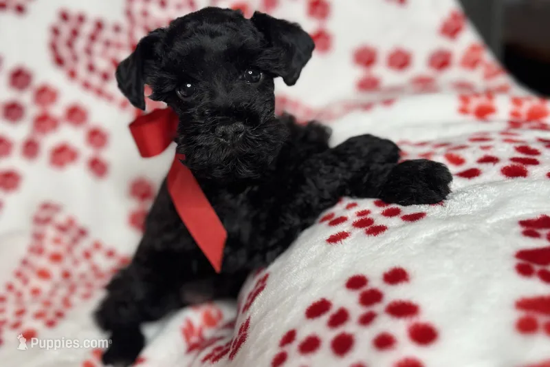 Ariel – Miniature Schnauzer puppy for sale in Buffalo, MO