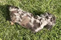 Rusty, a male Cocker Spaniel for sale in Buffalo, MO – 8 of 10