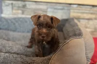 Eric, a male Miniature Schnauzer for sale in Buffalo, MO – 8 of 9