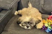 Camilla, a female Lhasa Apso for sale in Buffalo, MO – 8 of 9