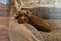 Eric, a male Miniature Schnauzer for sale in Buffalo, MO – 3 of 9