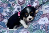 Pyper, a female Cavalier King Charles Spaniel for sale in Buffalo, MO – 8 of 8