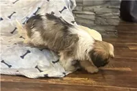 Tyson, a male Lhasa Apso for sale in Buffalo, MO – 3 of 6