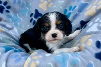 Patrick, a male Cavalier King Charles Spaniel for sale in Buffalo, MO – 9 of 10