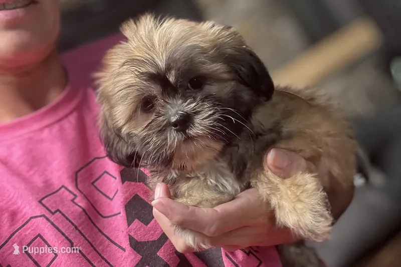 Camilla – Lhasa Apso puppy for sale in Buffalo, MO