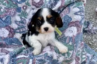 Paris, a female Cavalier King Charles Spaniel for sale in Buffalo, MO – 7 of 10