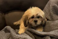 Callie, a female Lhasa Apso for sale in Buffalo, MO – 5 of 10