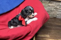 Renley, a female Cavalier King Charles Spaniel for sale in Buffalo, MO – 5 of 9