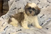Tyson, a male Lhasa Apso for sale in Buffalo, MO – 2 of 6