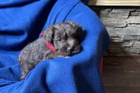 Eric, a male Miniature Schnauzer for sale in Buffalo, MO – 10 of 10