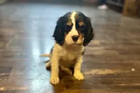 Molly, a female Cavalier King Charles Spaniel for sale in Buffalo, MO – 5 of 8