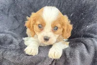 Preston, a male Cavalier King Charles Spaniel for sale in Buffalo, MO – 3 of 9